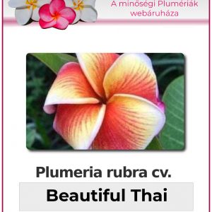 Plumeria rubra "Beautiful Thai"