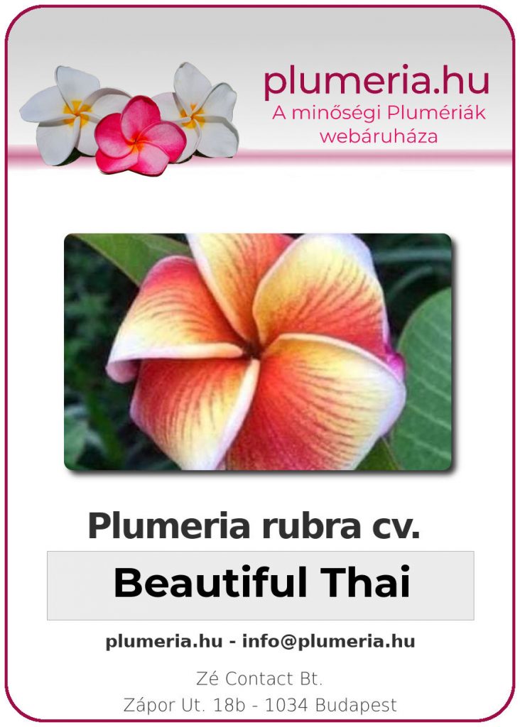 Plumeria rubra "Beautiful Thai"