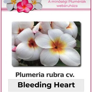 Plumeria rubra "Bleeding Heart"