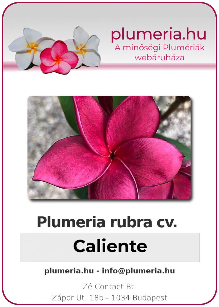 Plumeria rubra "Caliente"