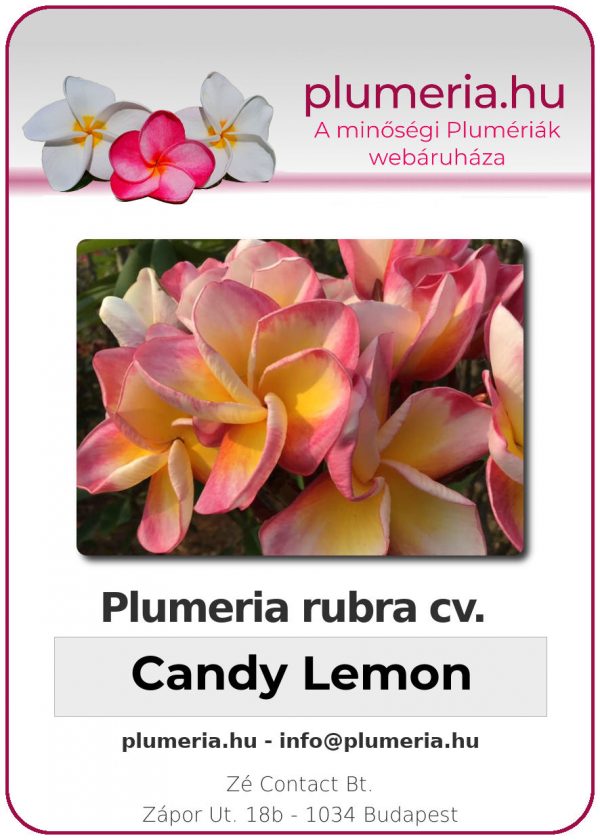 Plumeria rubra "Candy Lemon"