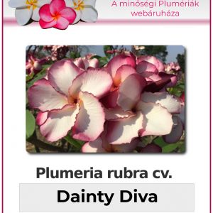 Plumeria rubra "Dainty Diva"