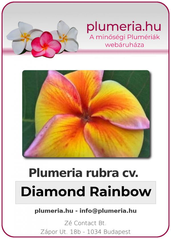 Plumeria rubra "Diamond Rainbow"