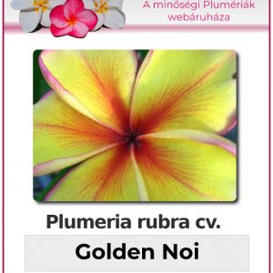 Plumeria rubra "Golden Noi"