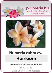 Plumeria rubra "Heirloom"