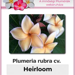 Plumeria rubra "Heirloom"