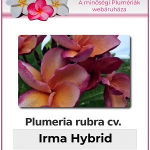 Plumeria rubra "Irma Hybrid"