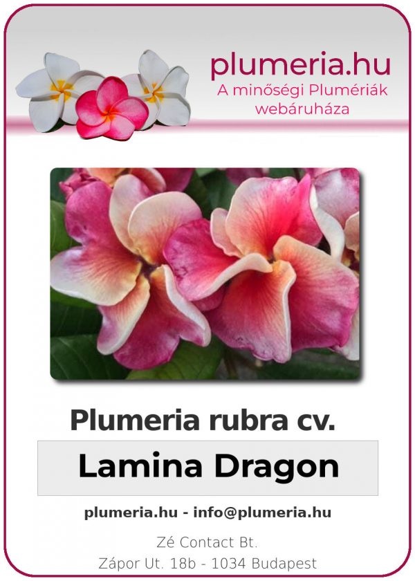 Plumeria rubra "Lamina Dragon"