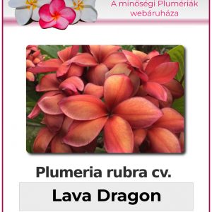Plumeria rubra "Lava Dragon"