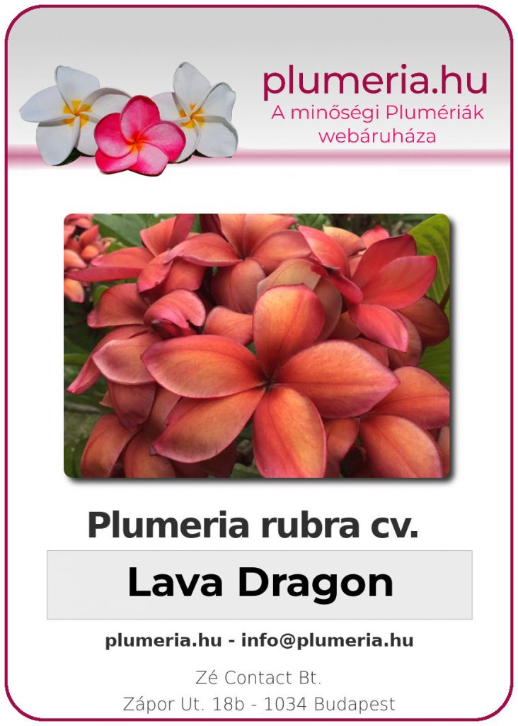 Plumeria rubra "Lava Dragon" - kopasz gyökér