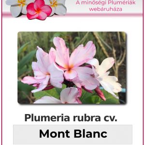 Plumeria rubra "Mont Blanc"