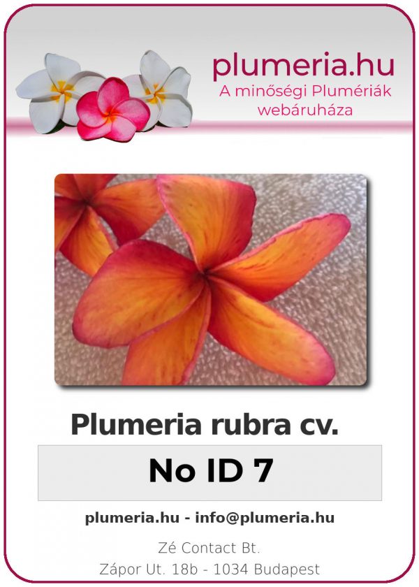 Plumeria rubra "No ID 7"