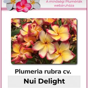 Plumeria rubra "Nui Delight"