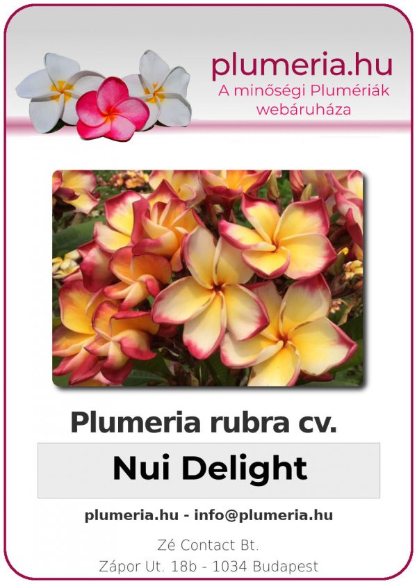 Plumeria rubra "Nui Delight"