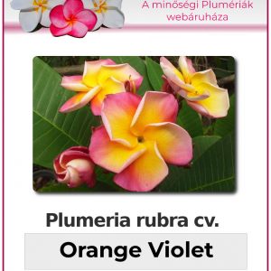 Plumeria rubra "Orange Violet"