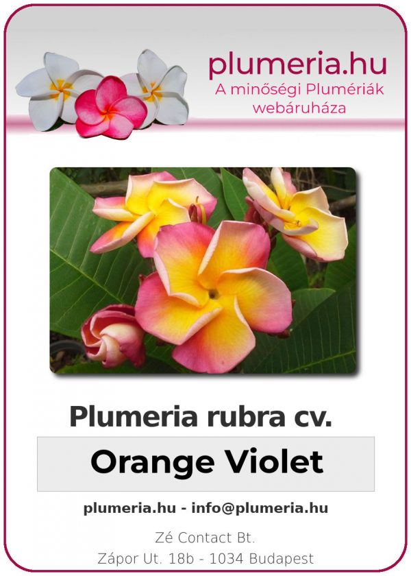 Plumeria rubra "Orange Violet"