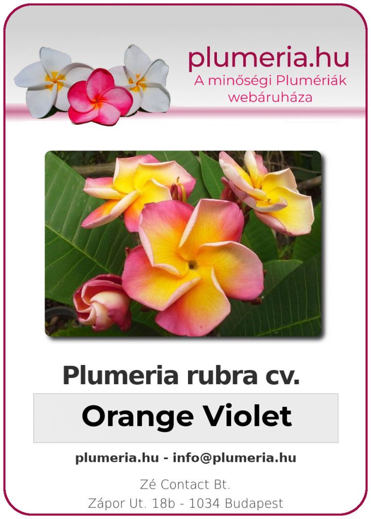 Plumeria rubra "Orange Violet"