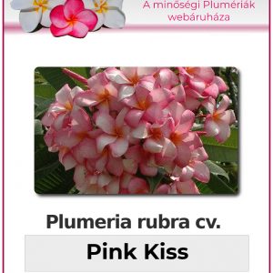 Plumeria rubra "Pink Kiss"