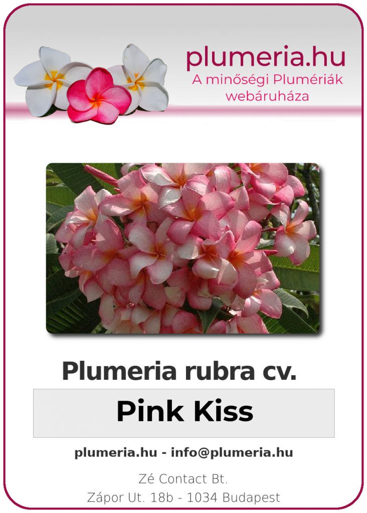 Plumeria rubra "Pink Kiss"