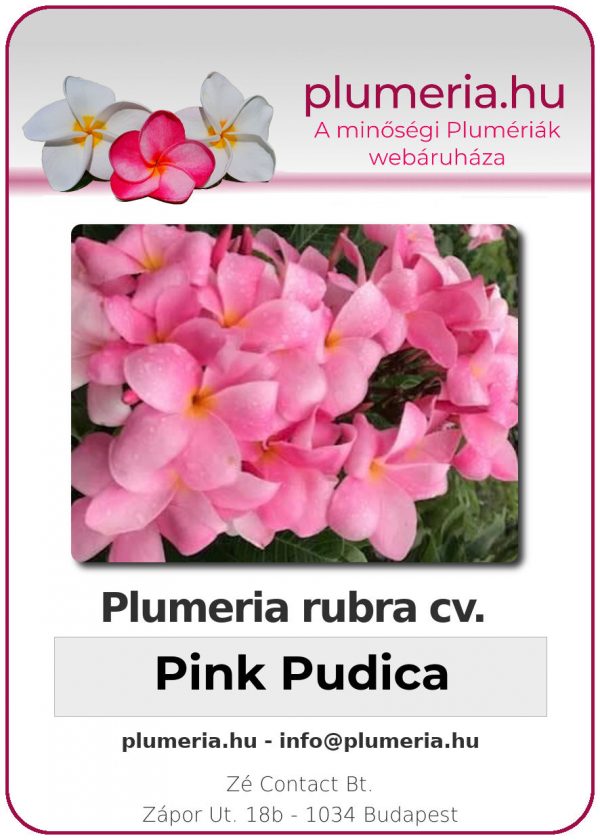 Plumeria rubra "Pink Pudica"