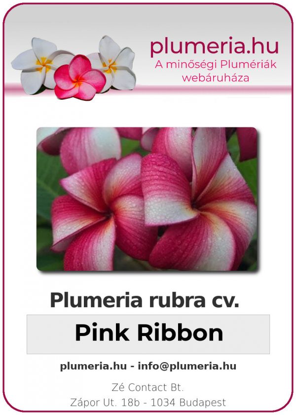 Plumeria rubra "Pink Ribbon"