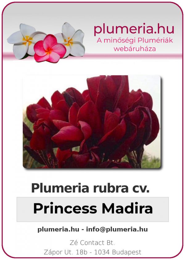 Plumeria rubra "Princess Madira"