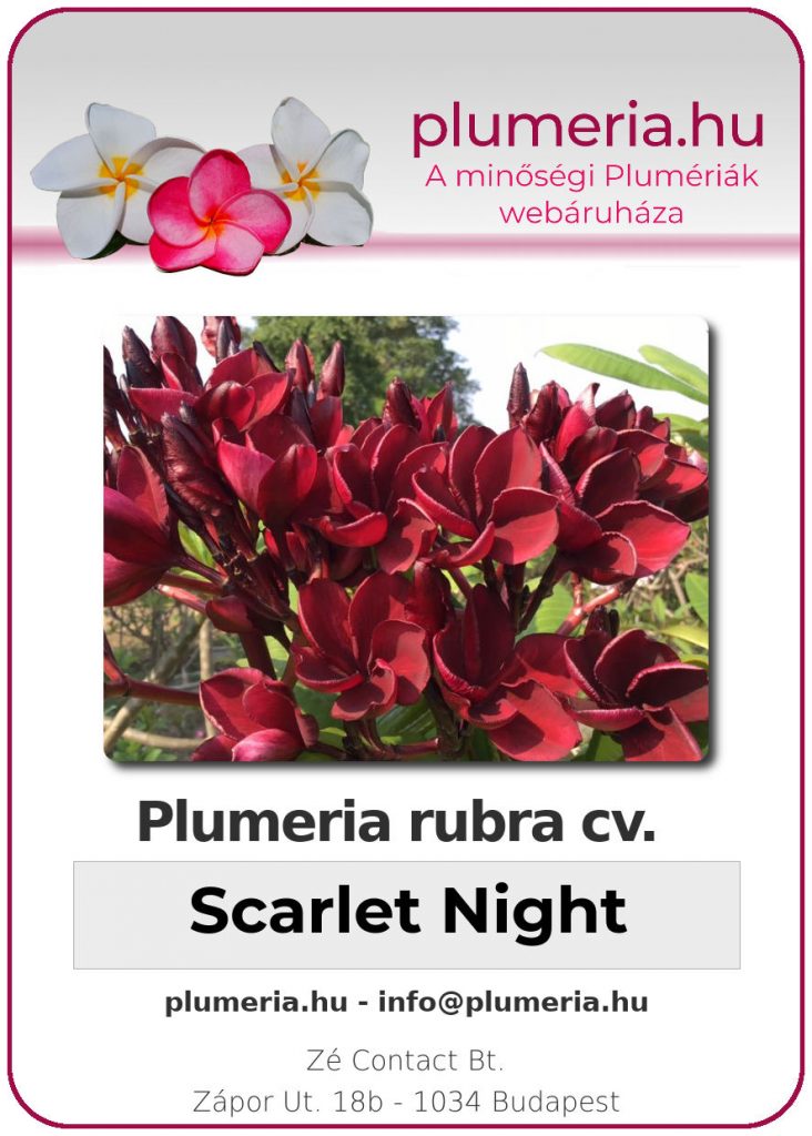 Plumeria rubra "Scarlet Night"
