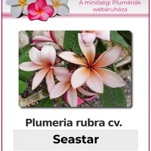 Plumeria rubra "Seastar"