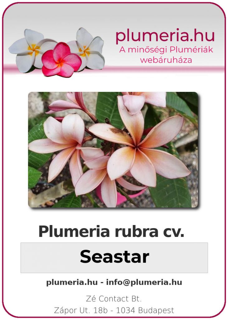 Plumeria rubra "Seastar"