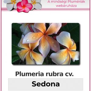 Plumeria rubra "Sedona"