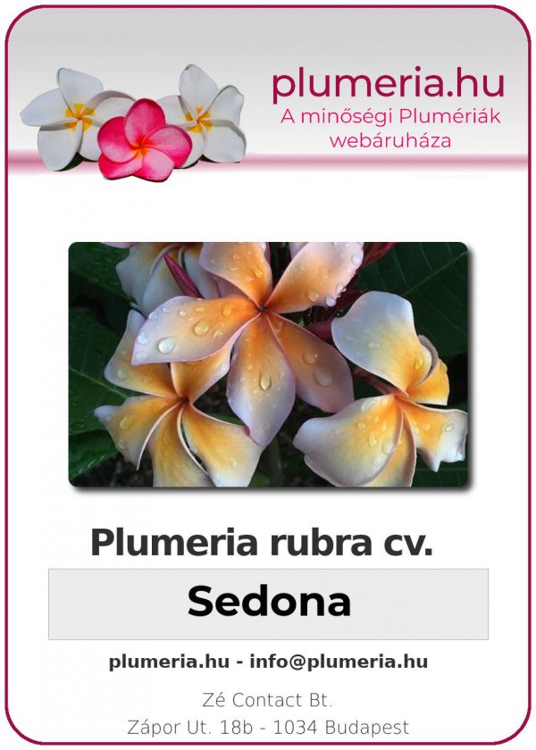 Plumeria rubra "Sedona"