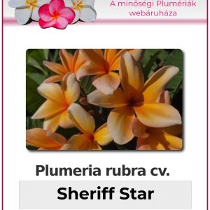 Plumeria rubra "Sheriff Star"