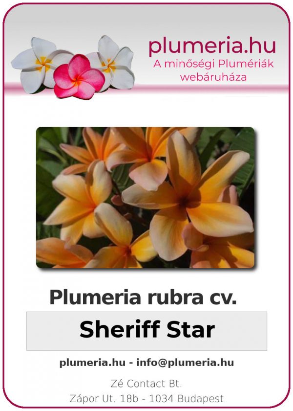Plumeria rubra "Sheriff Star"