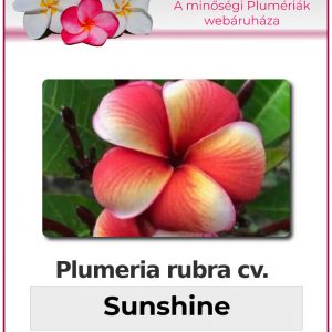Plumeria rubra "Sunshine"