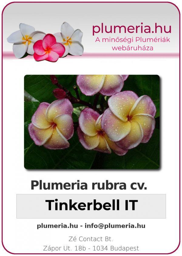 Plumeria rubra "Tinkerbell"