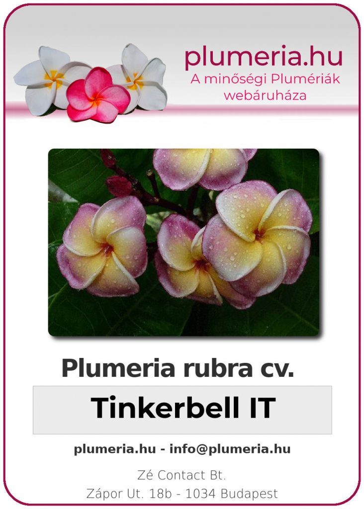 Plumeria rubra "Tinkerbell"