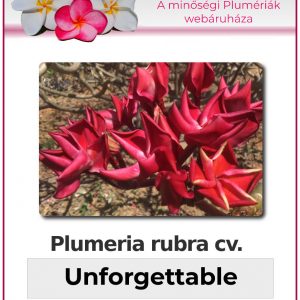 Plumeria rubra "Unforgettable"