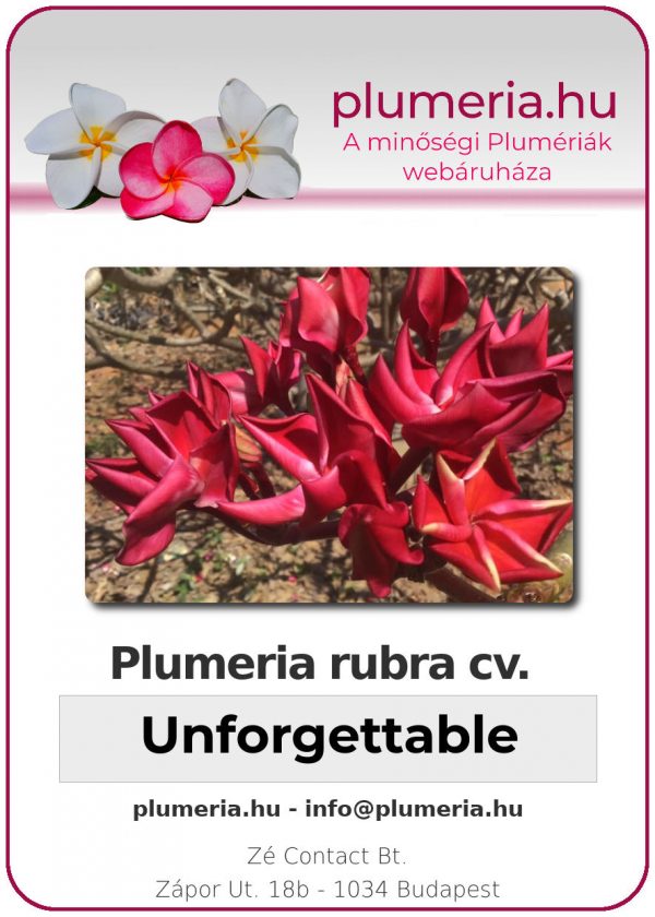 Plumeria rubra "Unforgettable"