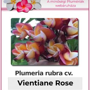 Plumeria rubra "Vientiane Rose"