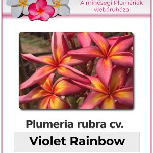 Plumeria rubra "Violet Rainbow"