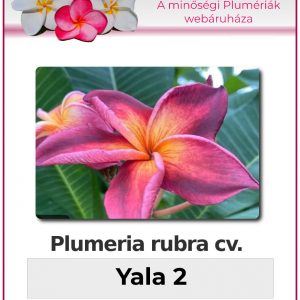 Plumeria rubra "Yala2"