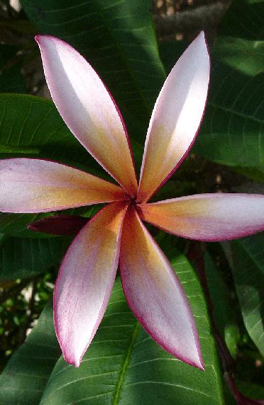 Plumeria rubra "Sea Star"