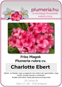 Plumeria rubra "Charlotte Ebert"