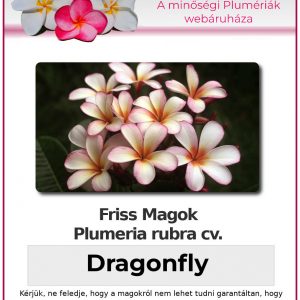 Plumeria rubra "Dragonfly"