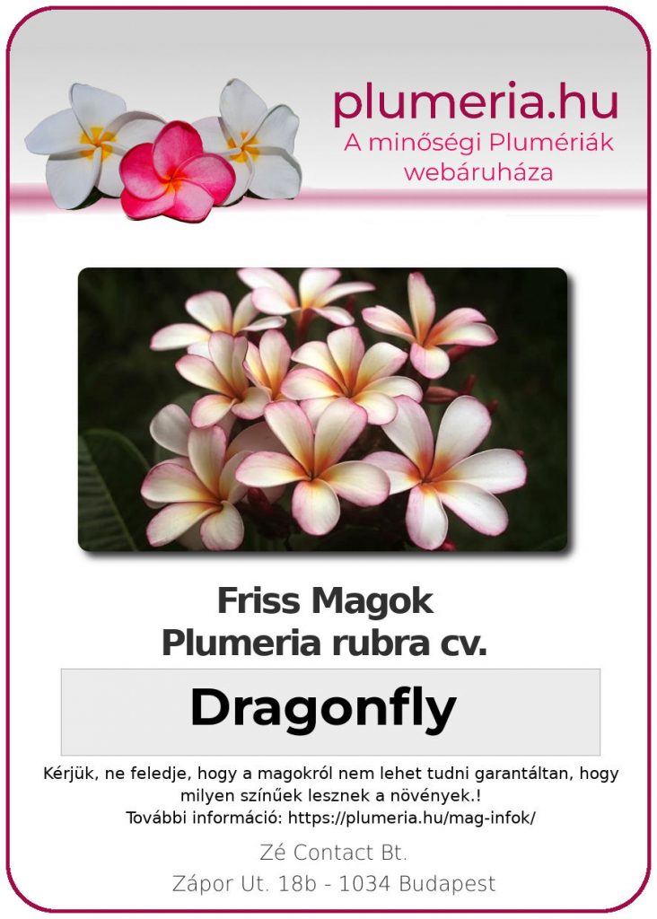 Plumeria rubra "Dragonfly"