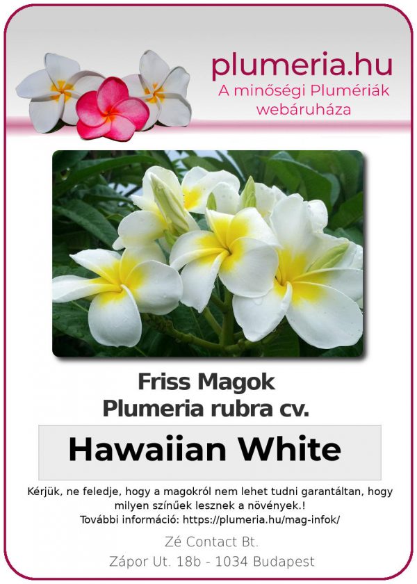 Plumeria rubra "Hawaiian White"