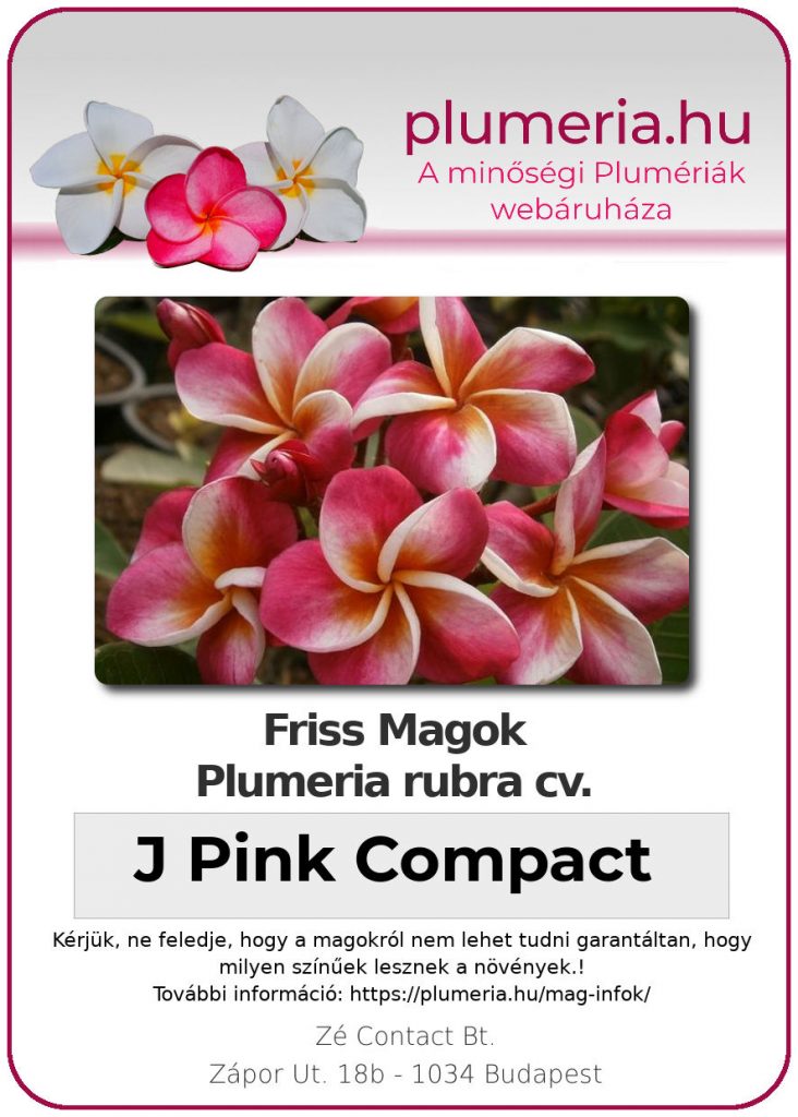 Plumeria rubra "J Pink Compact"