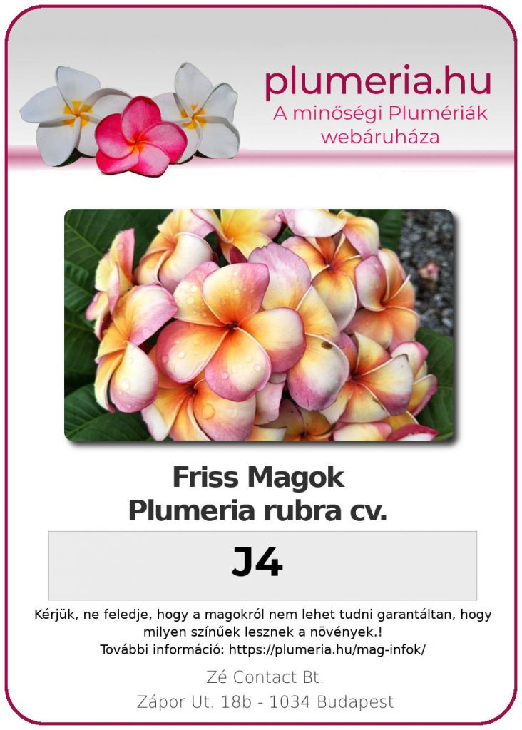 Plumeria rubra "J4"