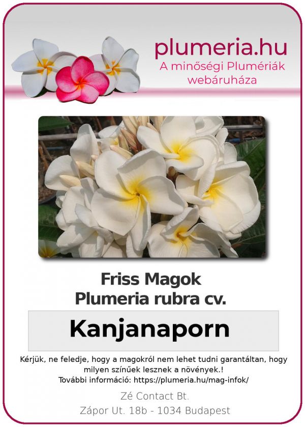 Plumeria rubra "Kanjanaporn"