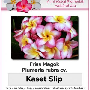 Plumeria rubra "Kaset Slip"